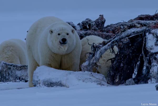 Polar Bears at Kaktovik, Arctic Alaska