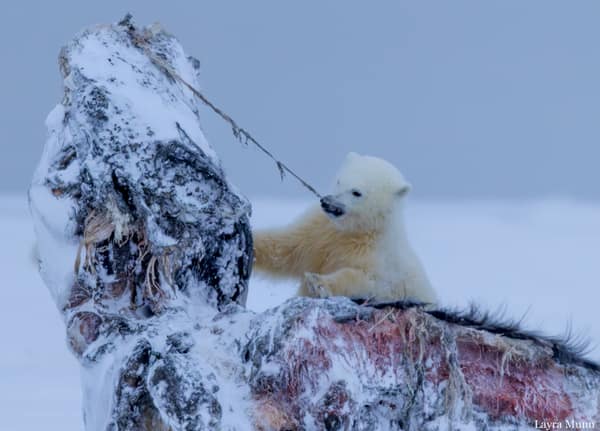 Polar Bears at Kaktovik, Arctic Alaska