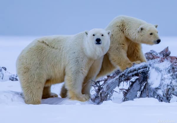 Polar Bears at Kaktovik, Arctic Alaska
