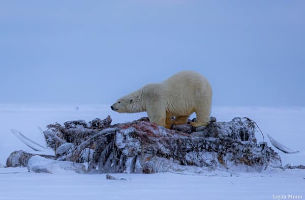 Polar Bears at Kaktovik, Arctic Alaska