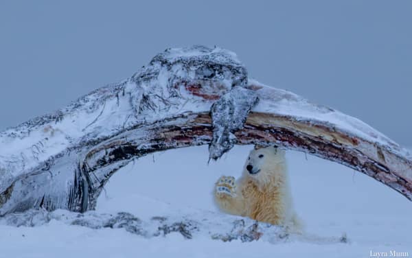 Polar Bears at Kaktovik, Arctic Alaska