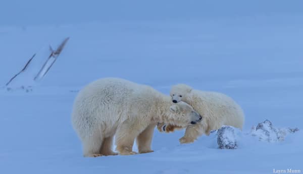 Polar Bears at Kaktovik, Arctic Alaska