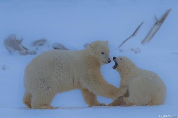 Polar Bears at Kaktovik, Arctic Alaska