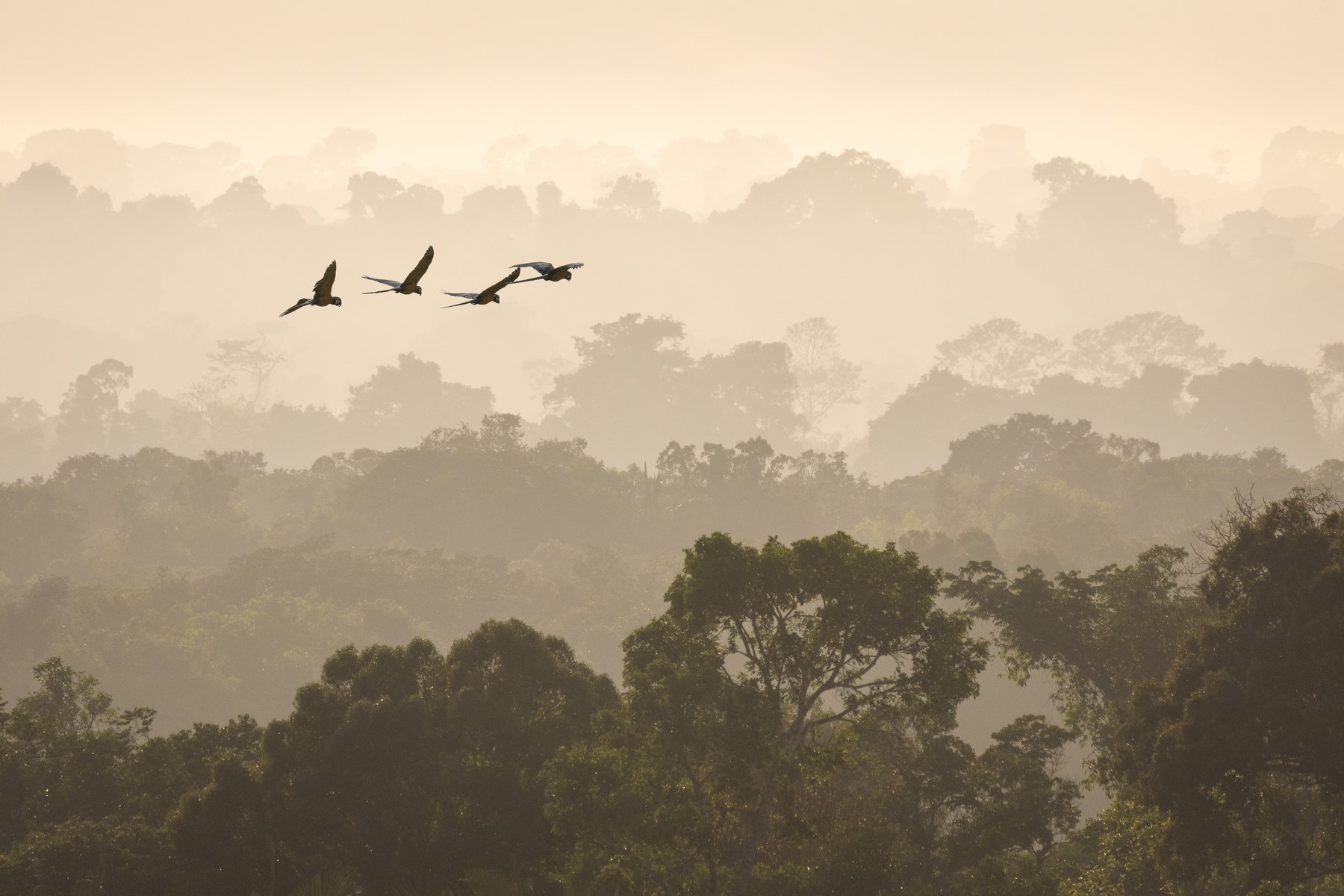 Macaws crossing the Amazon canopy in the morning mist