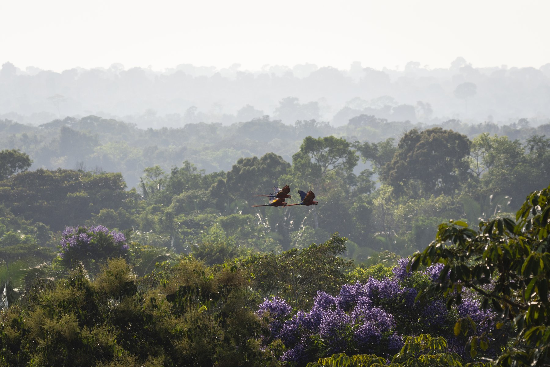 Scarlet macaws in flight above the green Amazon canopy