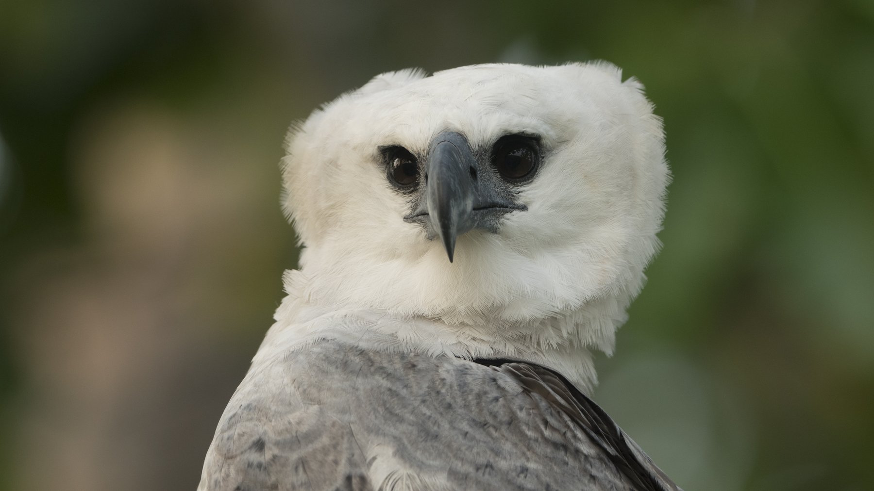 Amazon & Harpy Eagle, Juruena River, Brazil