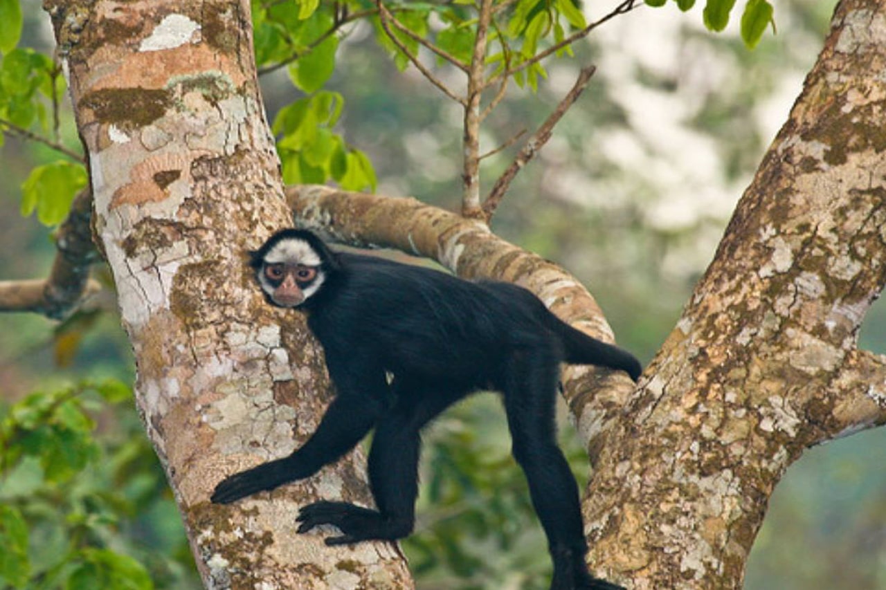 Amazon Wildlife Spectacles, Brazilian Amazon, multiple sites