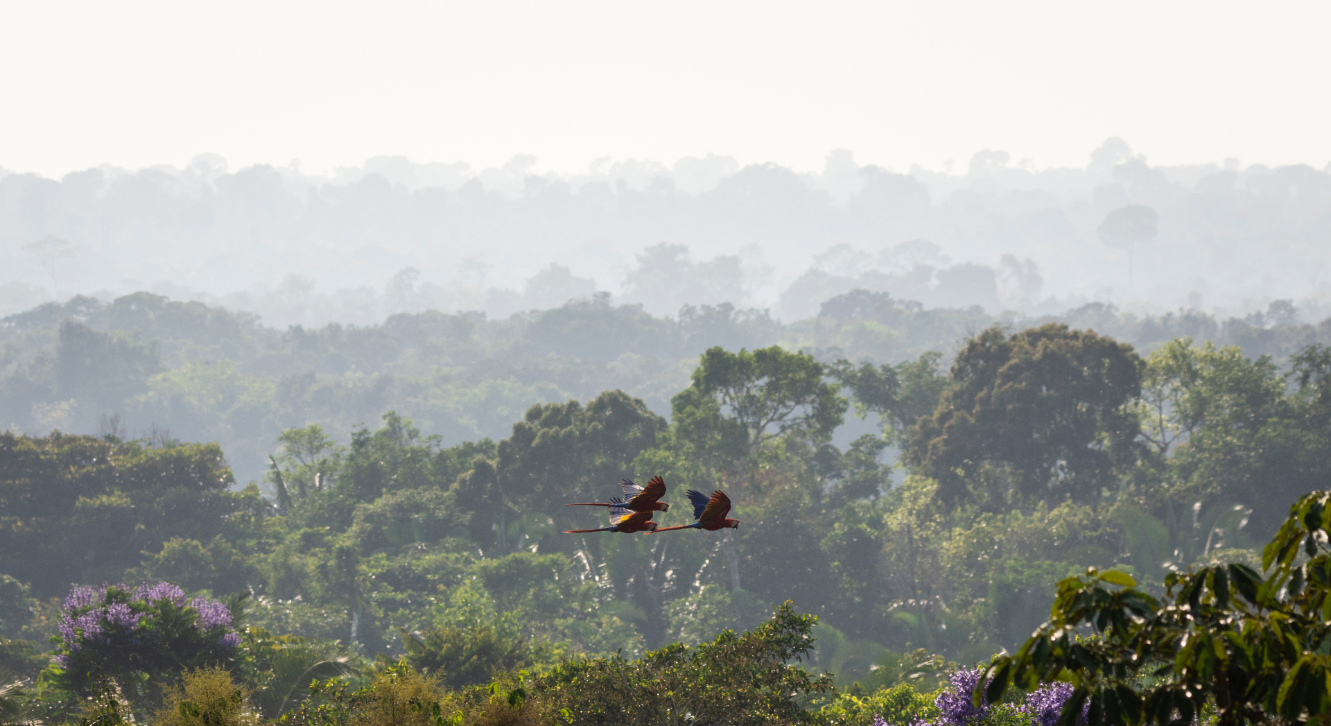 Amazon Wildlife Spectacles, Southern Amazon, Brazil