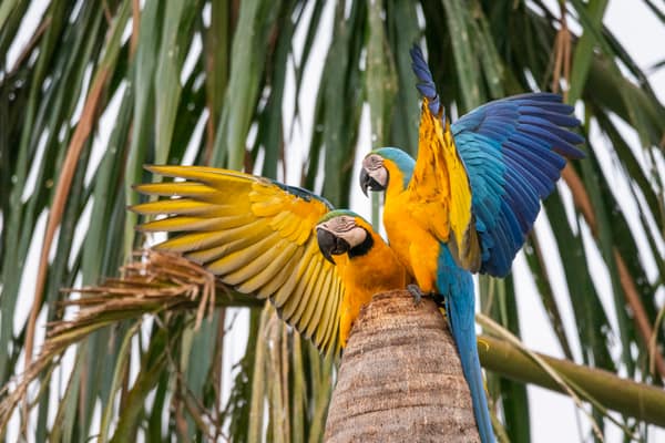 Blue-and-Yellow Macaws on a Buriti palm