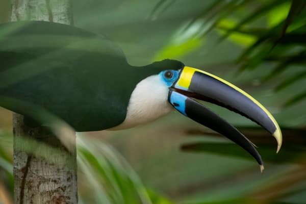 White-throated Toucan