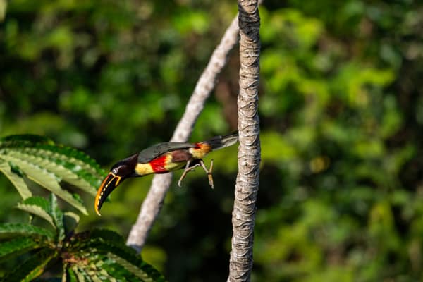 Chestnut-eared Araçari