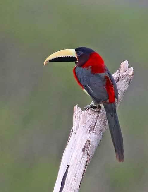 Red-necked Araçari