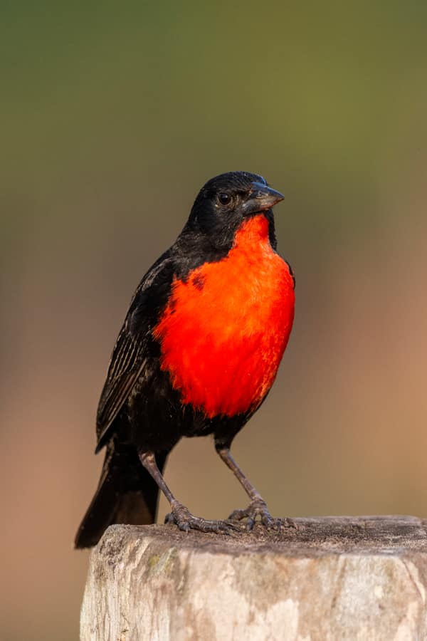 Red-breasted Meadowlark