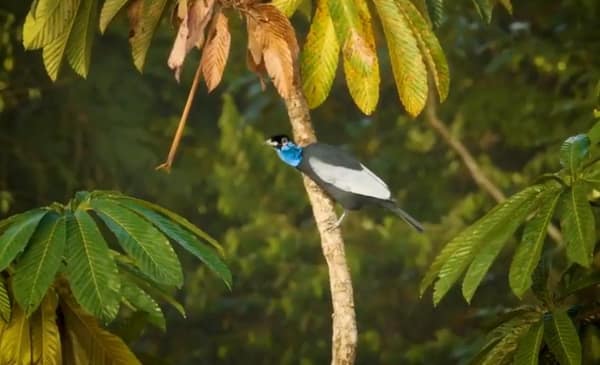 Bare-necked Fruitcrow