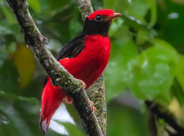 Black-necked Red Cotinga