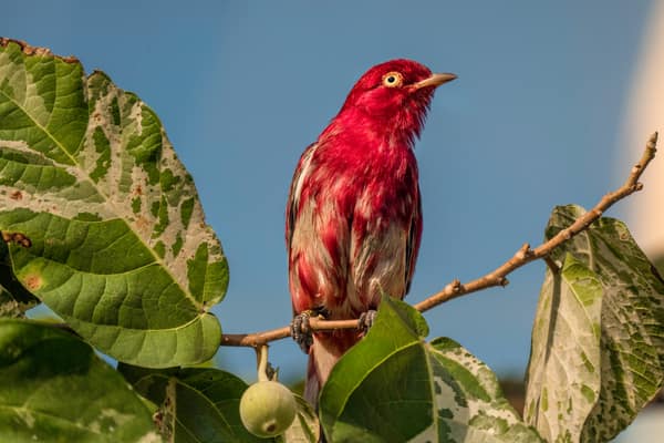 Pompadour Cotinga