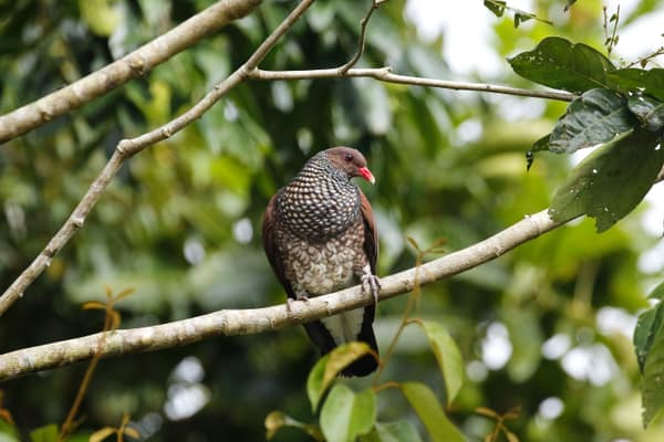 Scaled Pigeon