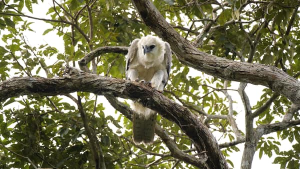 Harpy Eagle