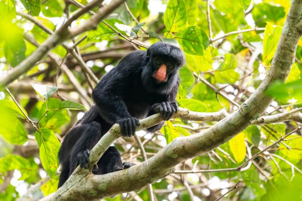 White-nosed Bearded Saki Monkey