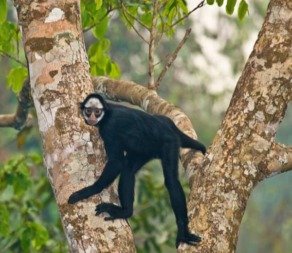 White-whiskered Spider Monkeys
