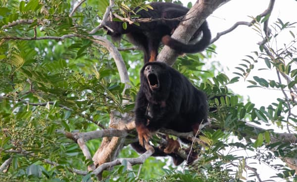 Red-handed Howler Monkeys