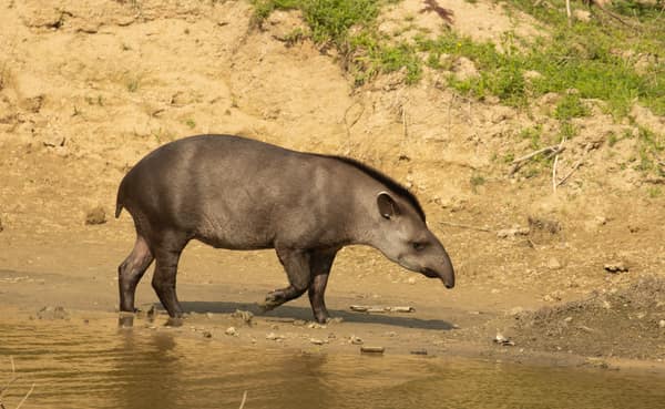Brazilian Tapir