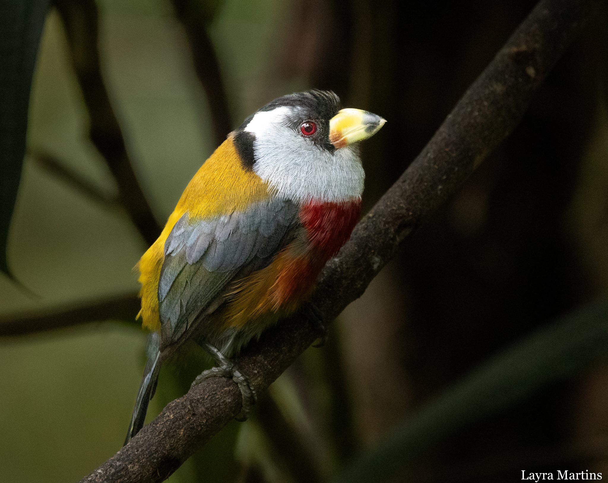 Andean Birds, Andean cloud forests near Quito, Ecuador
