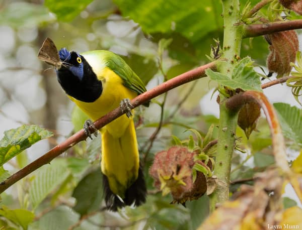 An Inca Jay perched in the cloud forest