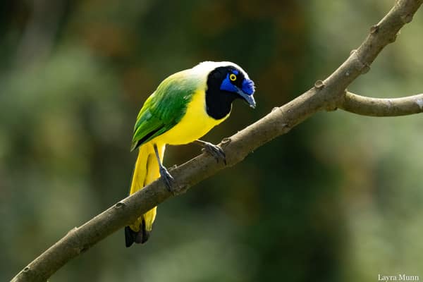 An Inca Jay perched on a mossy branch