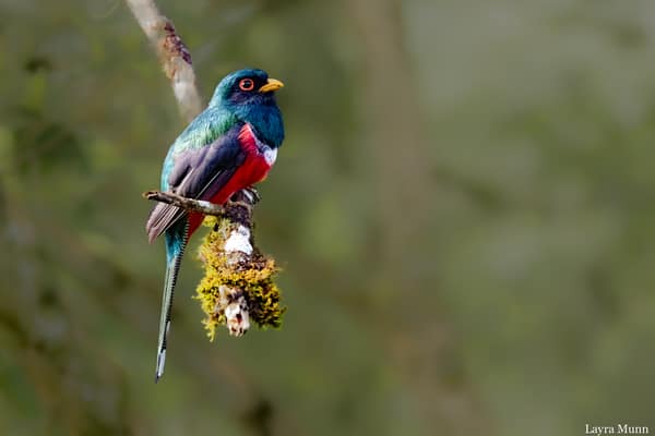 An Ecuadorian Trogon perched in the forest