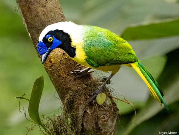 An Inca Jay in the Andean cloud forest