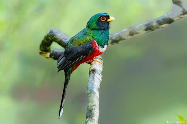 An Ecuadorian Trogon on a branch