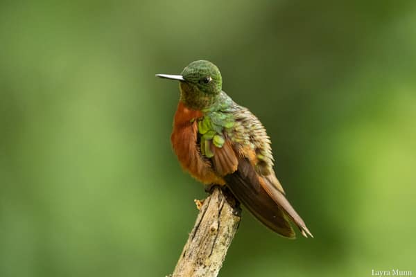 A Chestnut-breasted Coronet hummingbird