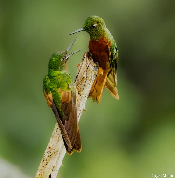 A Chestnut-breasted Coronet hummingbird at a flower
