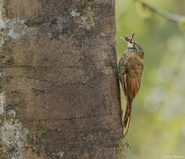An Olive-backed Woodcreeper on a trunk