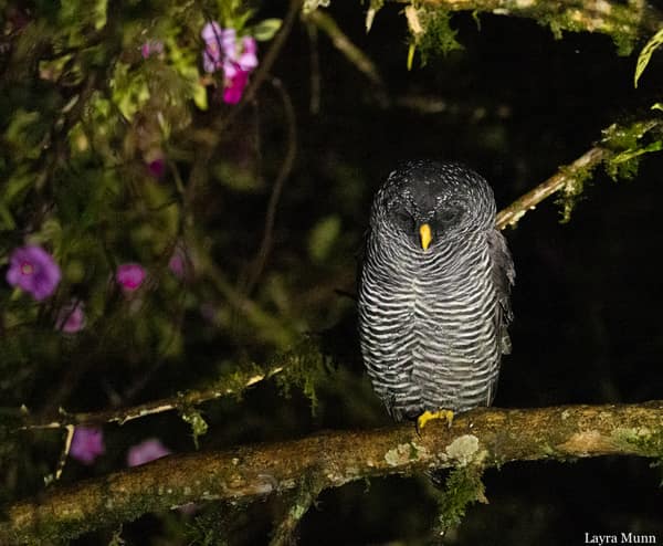 A Black-banded Owl roosting in the forest