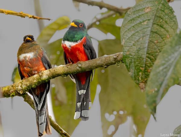 A pair of Ecuadorian Trogons, female and male