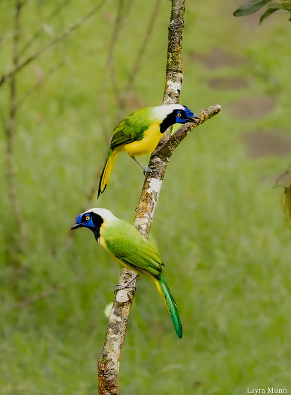 A group of Inca Jays in the canopy