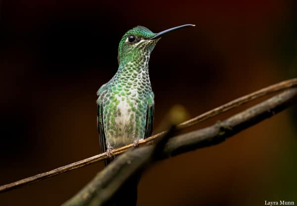 A female White-necked Jacobin hummingbird