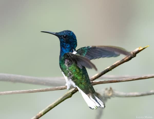 A White-necked Jacobin hummingbird
