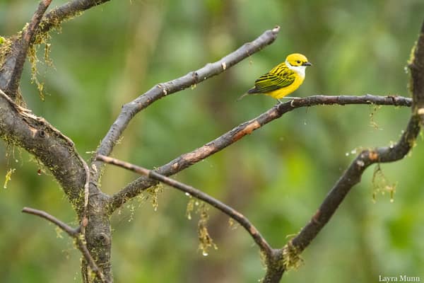 A Silver-throated Tanager on a branch