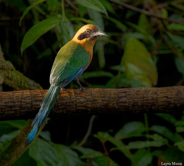 A Rufous Motmot perched in the forest