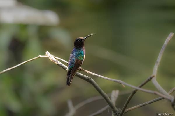 A Velvet-purple Coronet hummingbird
