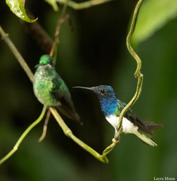 White-necked Jacobin hummingbirds