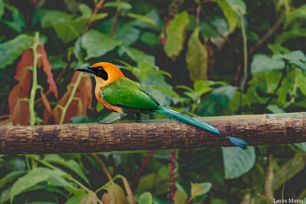 A Rufous Motmot on a mossy perch