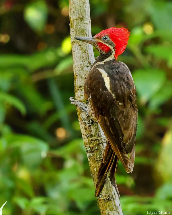 A male Lineated Woodpecker on a trunk