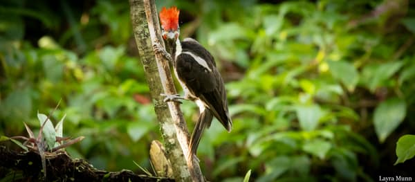 A male Lineated Woodpecker in the cloud forest