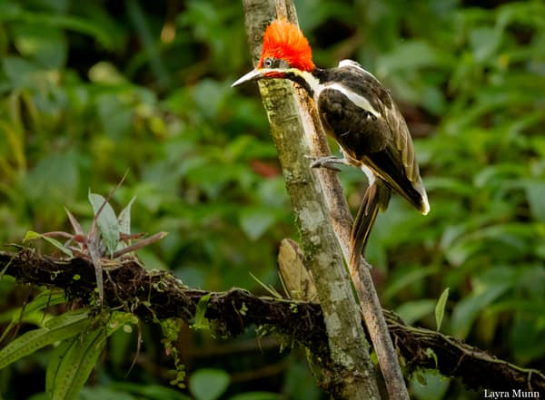 A male Lineated Woodpecker climbing a tree