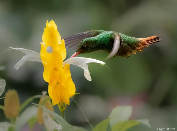 A Rufous-tailed Hummingbird
