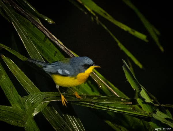 A male Tropical Parula